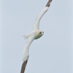 Gannet 3
